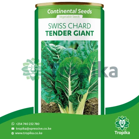 Spinach (SwissChard) Tender Giant