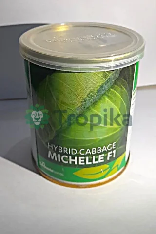 Hybrid Cabbage Michelle F1