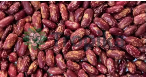 Field Beans GLP-2 (ROSECOCO)