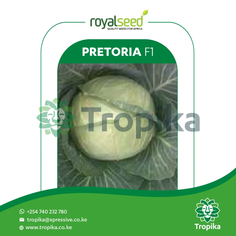 Pretoria F1(seed count)