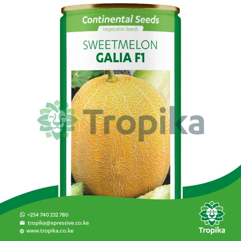 Galia F1 – Continental