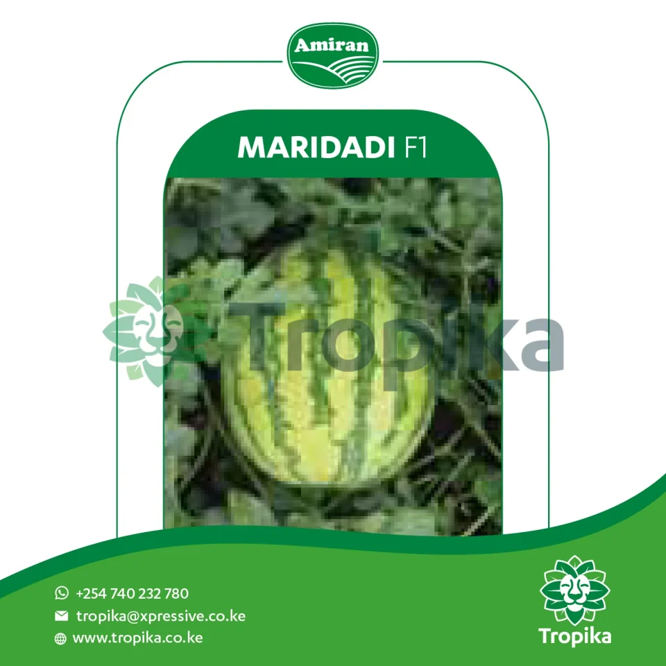 Hybrid Watermelon Maridadi F1