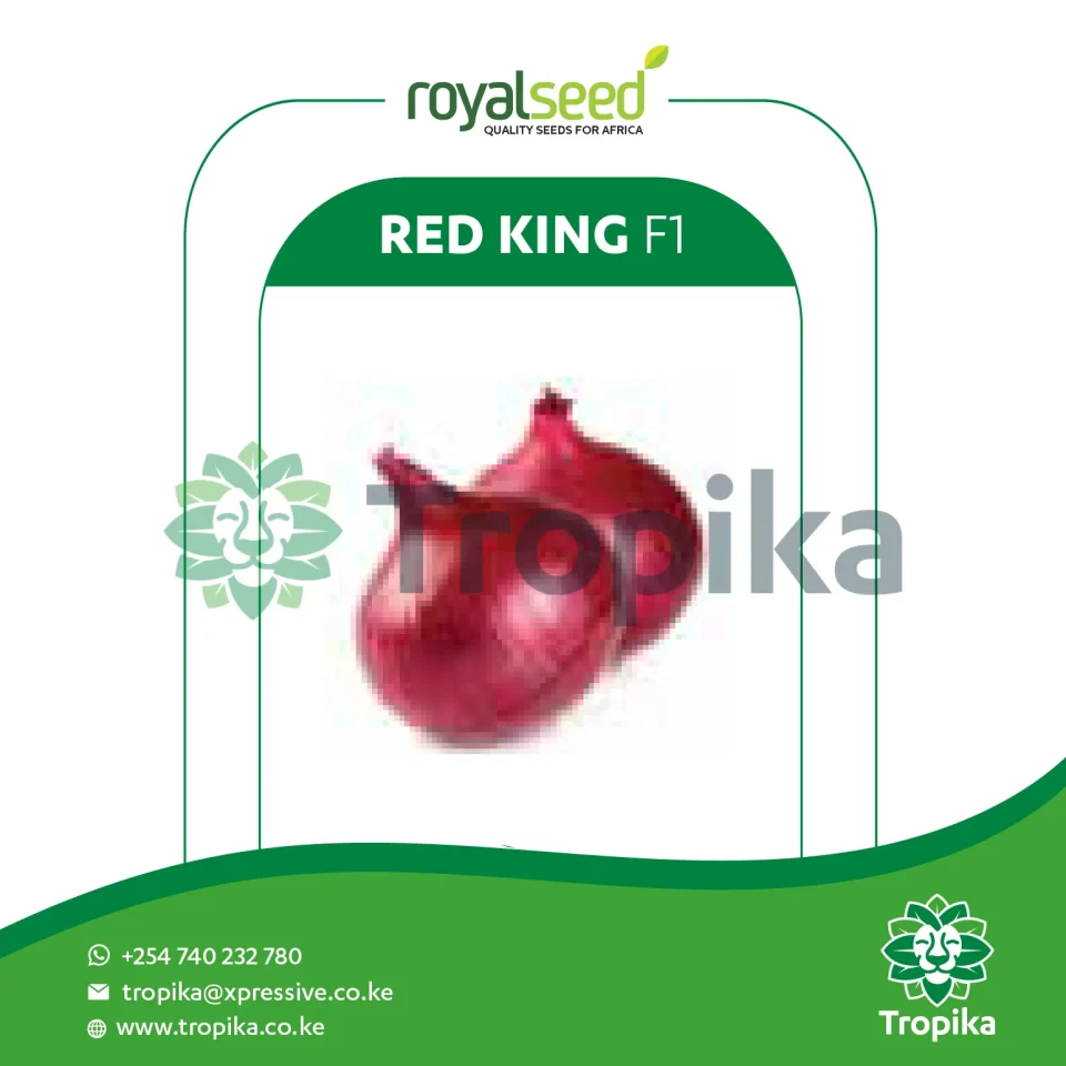 Hybrid Onion Red King F1