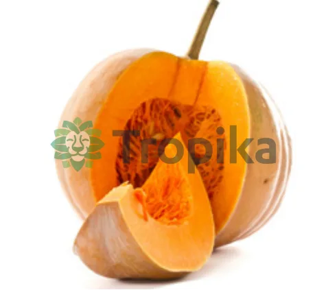 Hybrid Pumpkin Sampson F1 250 Seeds