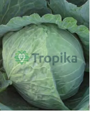 Hybrid Cabbage Tycoon F1