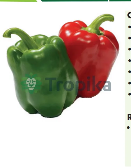 Hybrid Capsicum-Double Up F1 (1,000 Seeds)