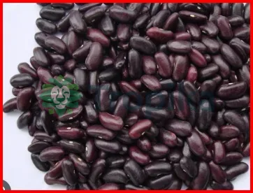 Beans Canadian Wonder (glp 24)