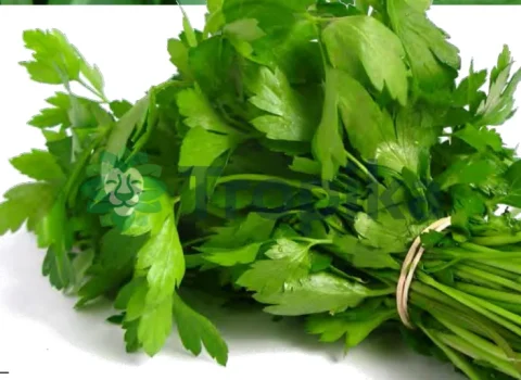 Coriander  Cory 1 (Dhania)