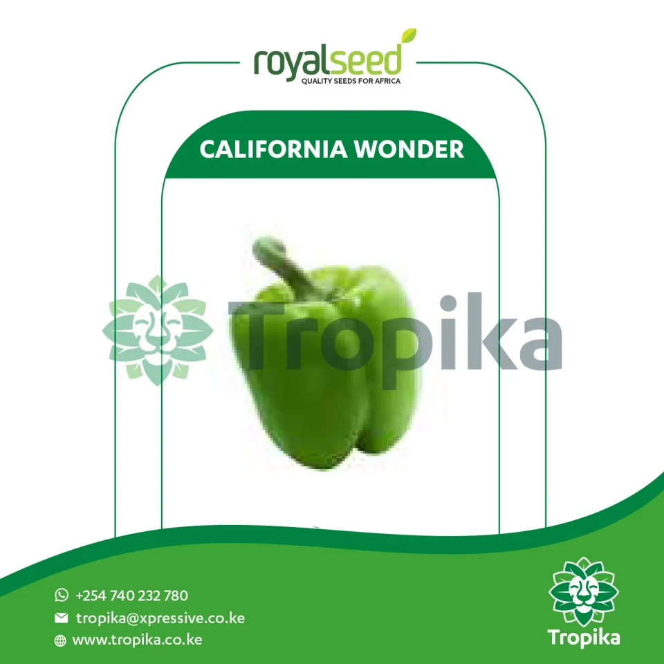 California Wonder(Royal)