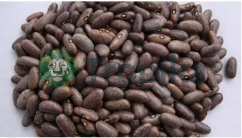 Beans Mwezimoja (glp1127