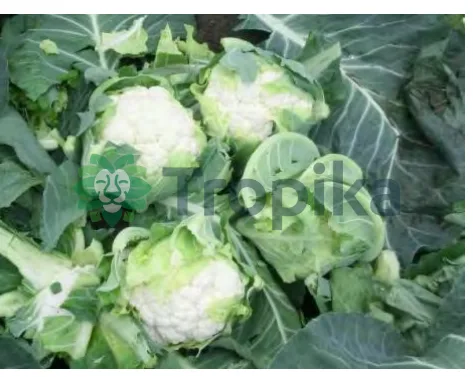Hybrid Cauliflower Ferrera F1