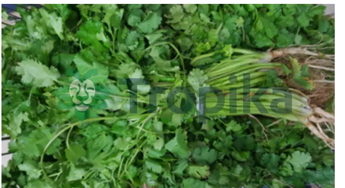Coriander Dahnia