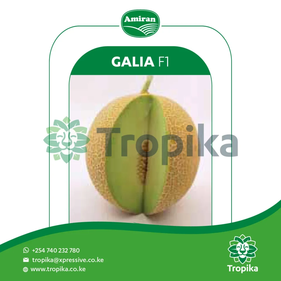 Hybrid Sweet Melon Galia F1 Improved