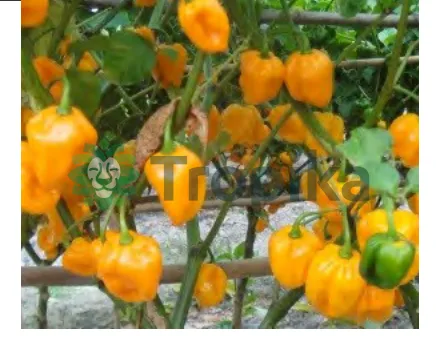 Habanero Yellow Pepper