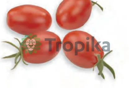 Cherry Tomato Luciplus