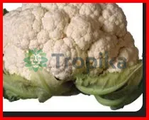 Hybrid Cauliflower Incline F1 (500 Seeds)