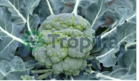 Broccoli Calabrese