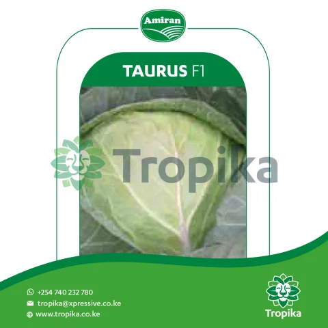 Hybrid Cabbage Taurus F1