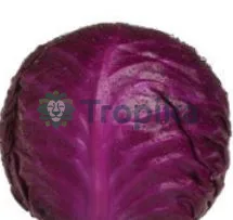 Hybrid Cabbage Kifaru F1