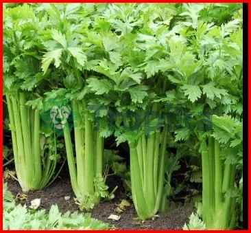 Celery Pascal