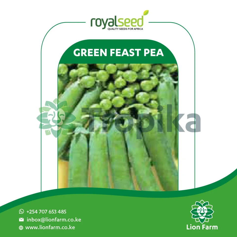 Green feast pea