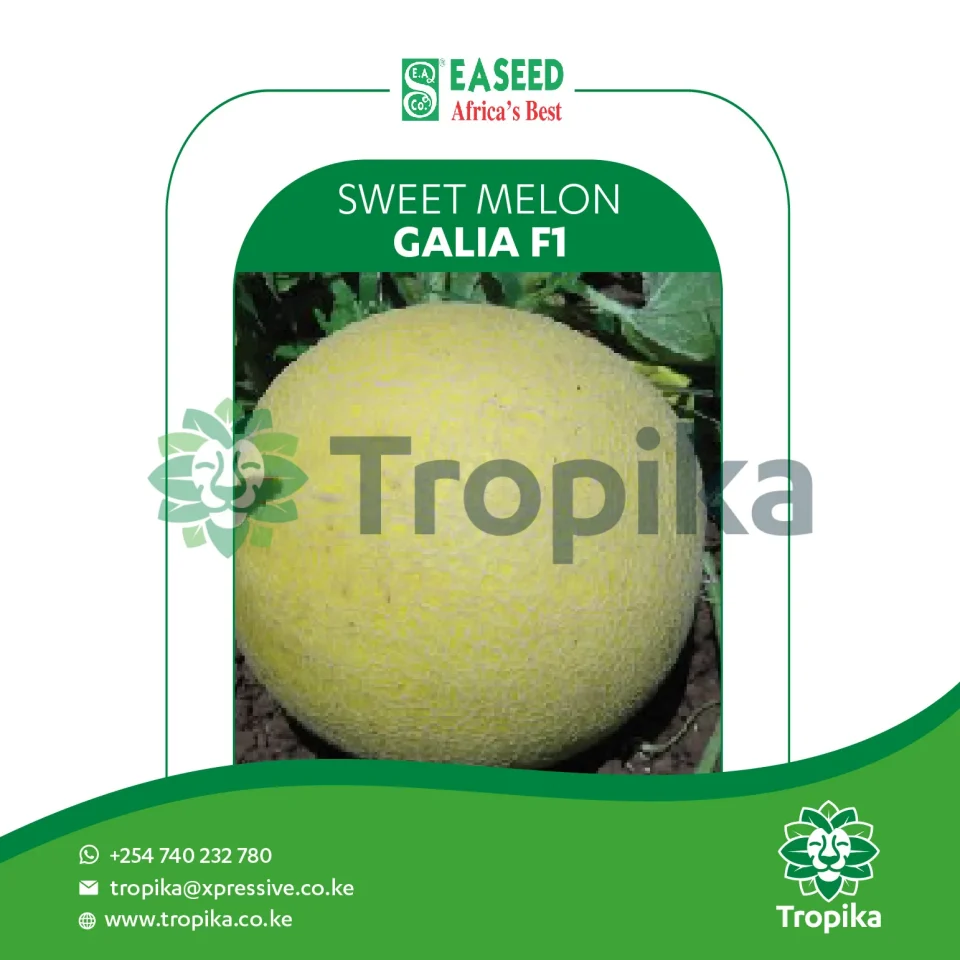 Galia F1
