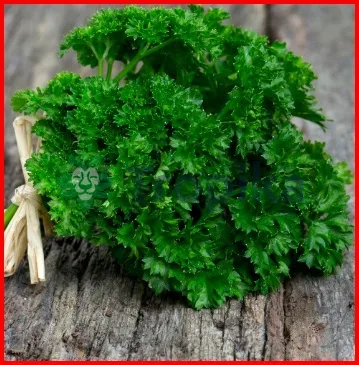 Parsley Italian Giant