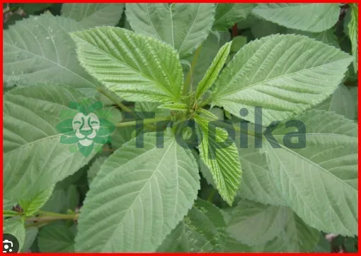 Jews Mallow/sunhemp