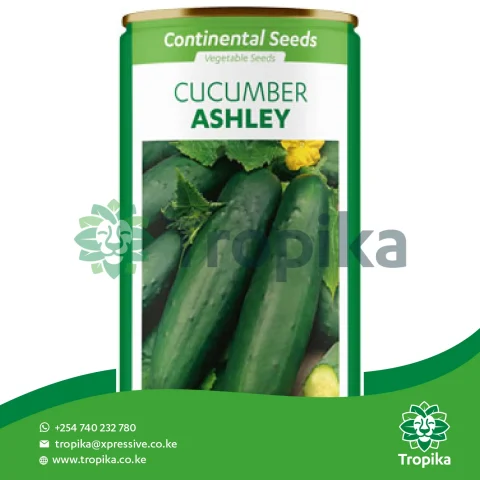 Cucumber Ashley