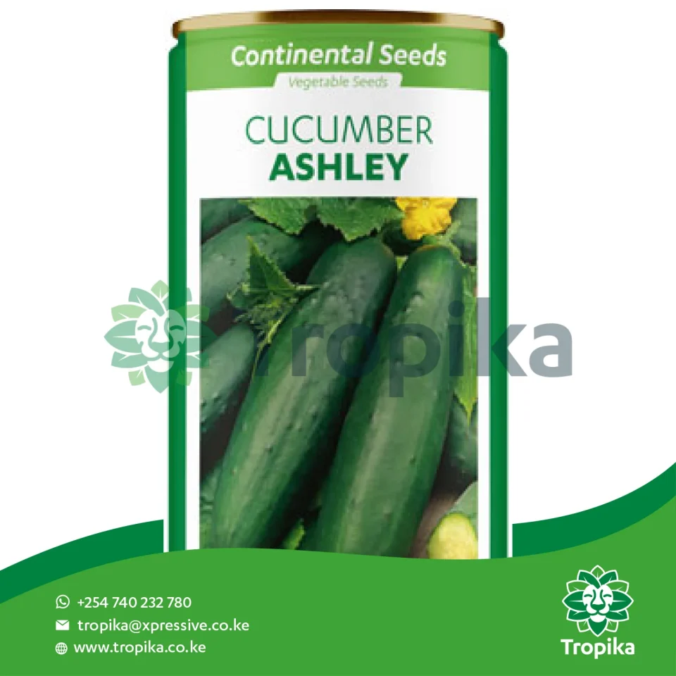 Cucumber Ashley