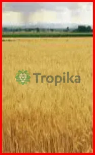 Wheat Serena & Seredo