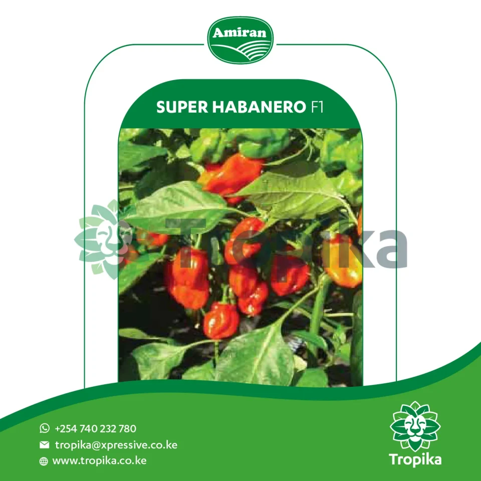Hybrid Hot Pepper Super Habanero F1