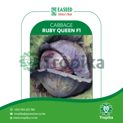 Hybrid Cabbage Ruby Queen F1
