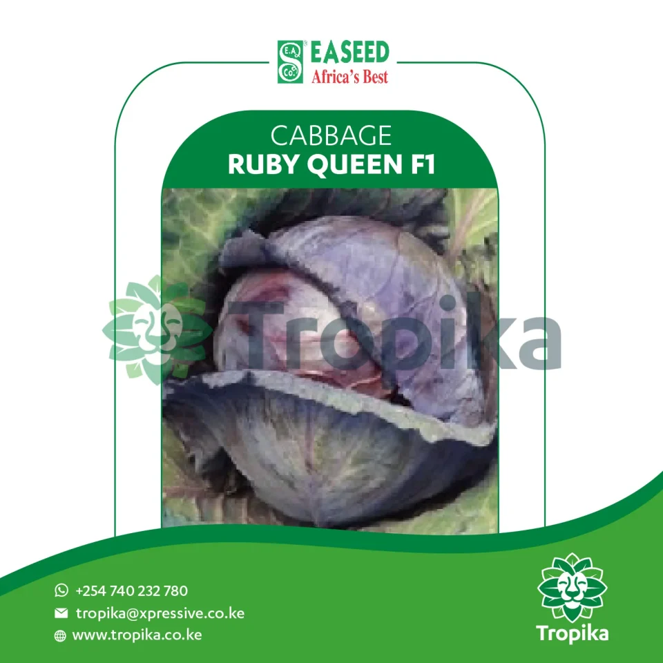 Hybrid Cabbage Ruby Queen F1