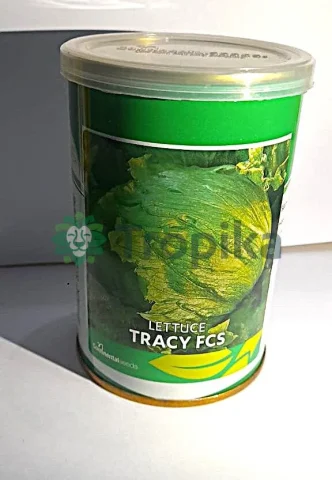 HYB Tracy FCS