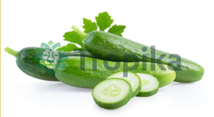 Hybrid Cucumber Sweet Crunch F1 10 gm