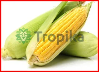 Maize (5 series,6 series,PH varieties,DH varieties)