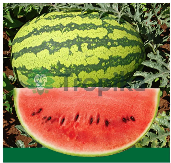 Watermelon Andaman