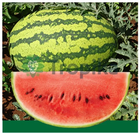 Watermelon Julie F1
