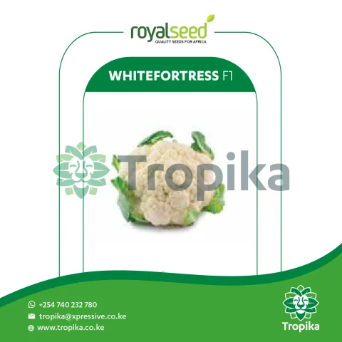 Hybrid Cauliflower Whitefortress F1