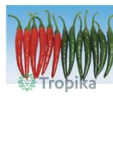 Hot Pepper Daiya