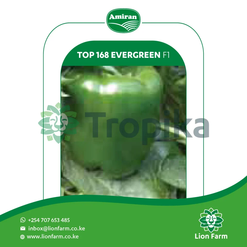 Hybrid Evergreen F1 Sweet Pepper (Top 168)