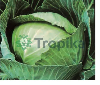 Cabbage Copenhagen Market