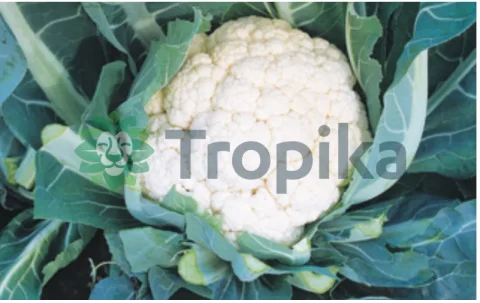 Cauliflower Early Snowball