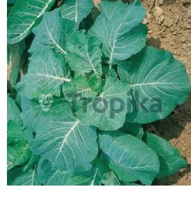Southern Georgian collards