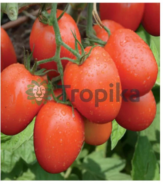 Nyota F1