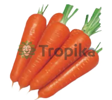 Carrot Nantes
