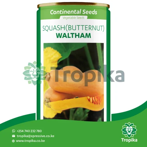 Squash Butternut (Waltham)