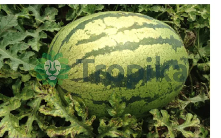 Watermelon Hakima (Zebra)