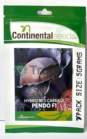 Red Cabbage Pendo F1